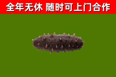 余江烟酒回收干海参.jpg